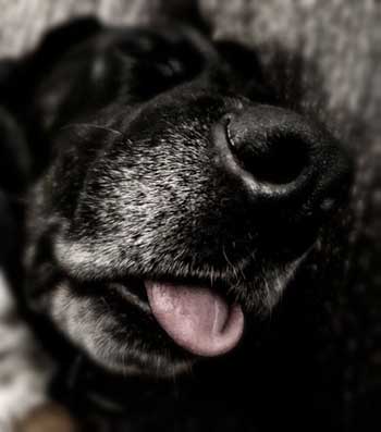 Schlafender Hund mit herausgestreckter Zunge