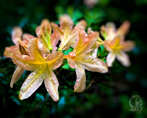 Waldblumen aus den Ammerländer Wäldern 